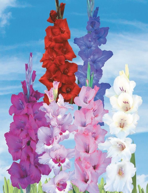 гладиолус орлеанс