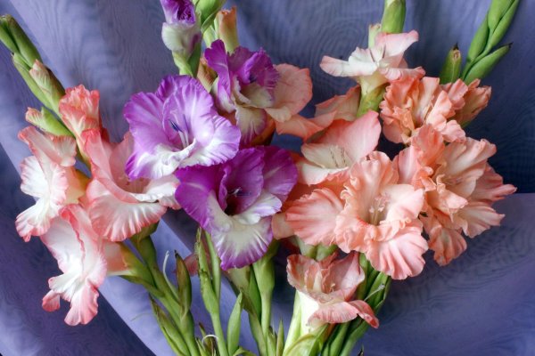 открытка гладиолусы