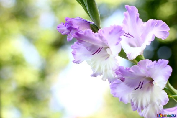 гладиолус синий