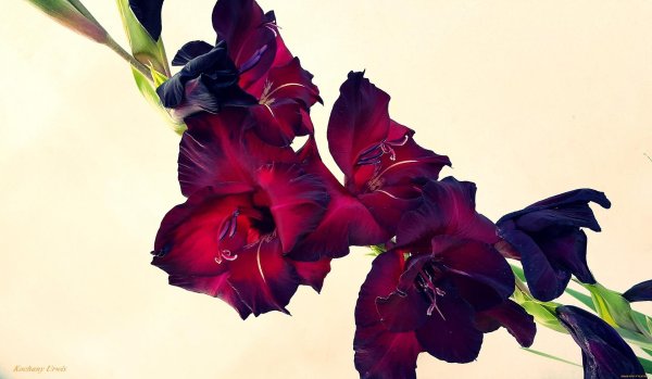 гладиолус блэк сюрпрайз