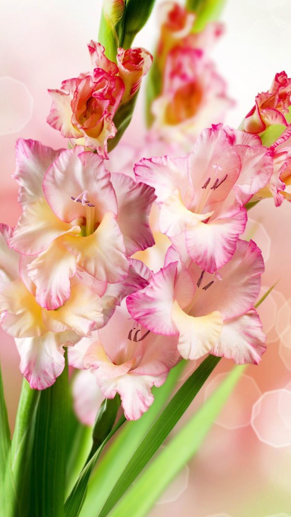 гладиолус крим перфекшн