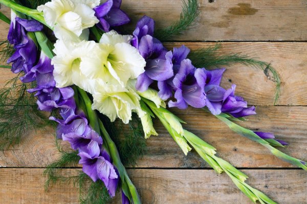 гладиолусы синие