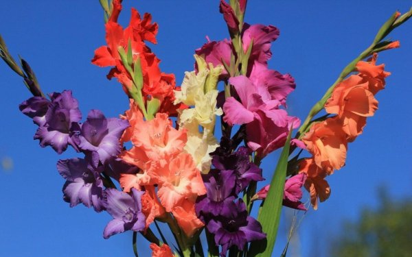 красивые гладиолусы