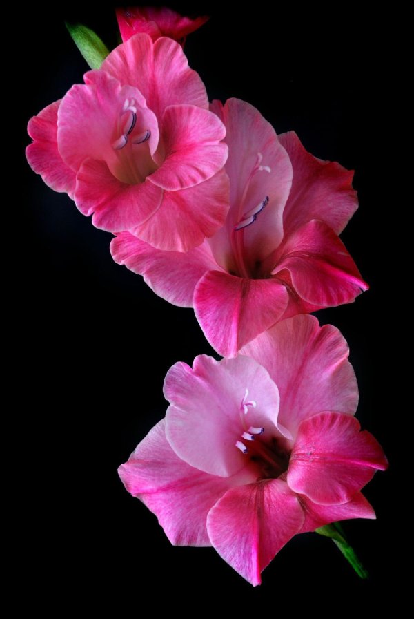 красивые гладиолусы