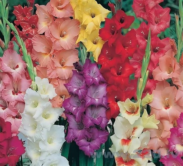 гладиолус нефертити