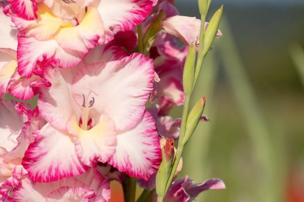 гладиолус думелис