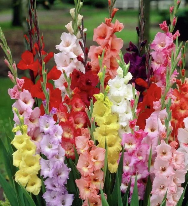 гладиолусы смесь сортов