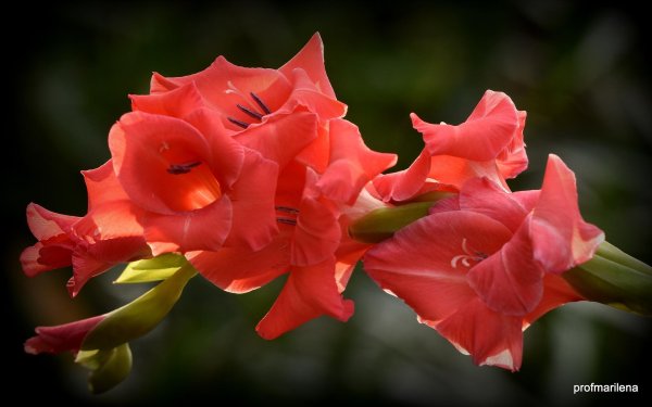 красивые гладиолусы