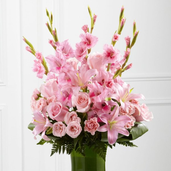 розовые гладиолусы