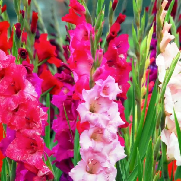 цветы семейства гладиолусовых луковичные