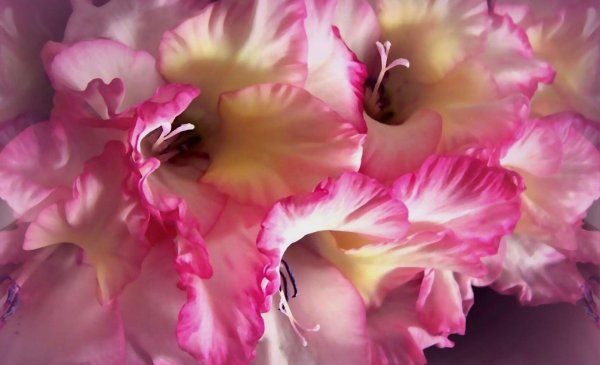 красивые гладиолусы