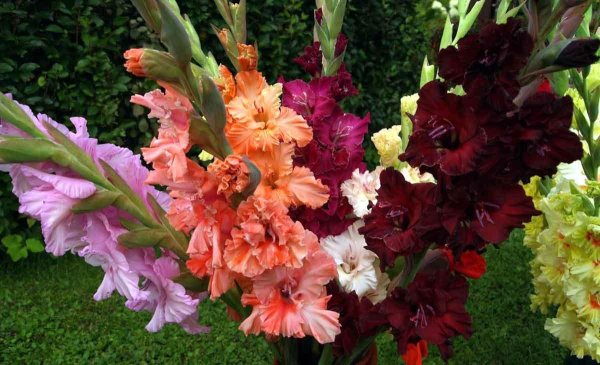 красивые гладиолусы