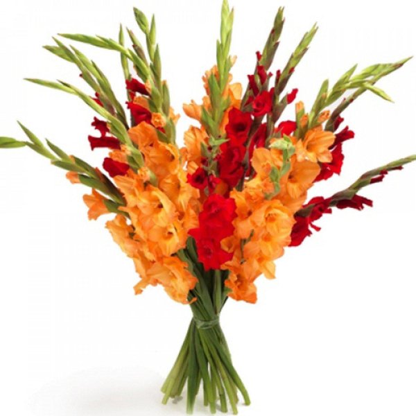 букет красных гладиолусов