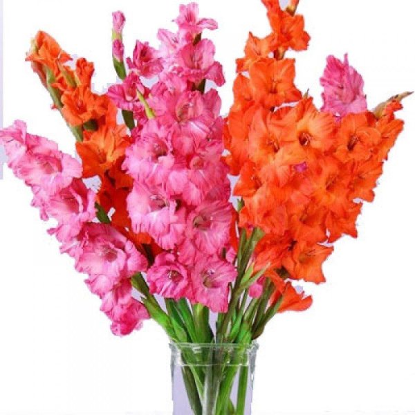 букет оранжевых гладиолусов