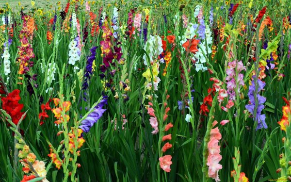 полив гладиолусов