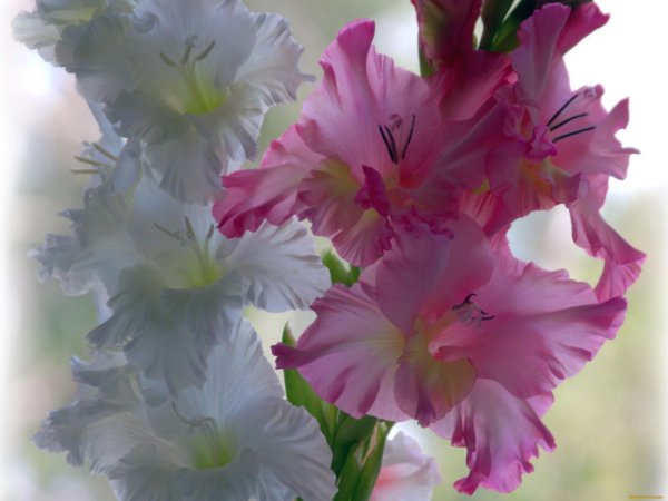 гладиолус анна леора