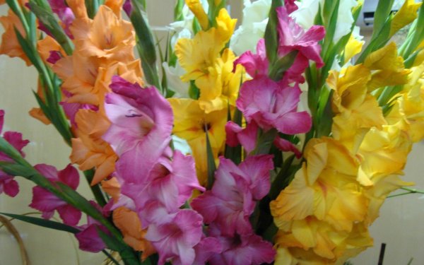 красивые гладиолусы
