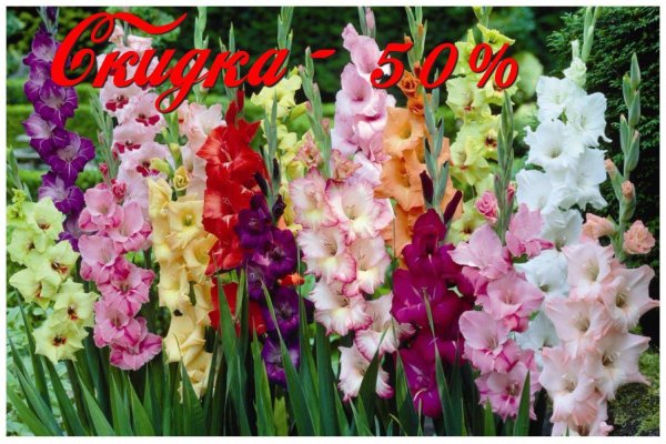 луковичные гладиолусы многолетние