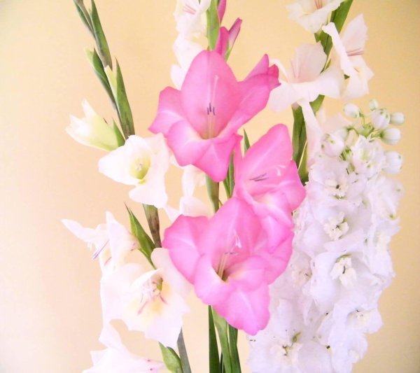 гладиолус импрессив