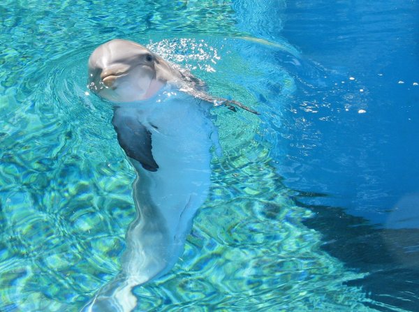 Девушка с дельфином