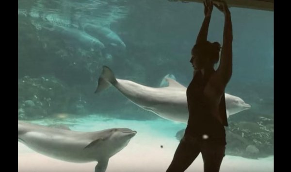 Девушка с дельфином