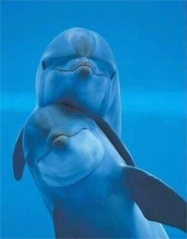 Девушка с дельфином