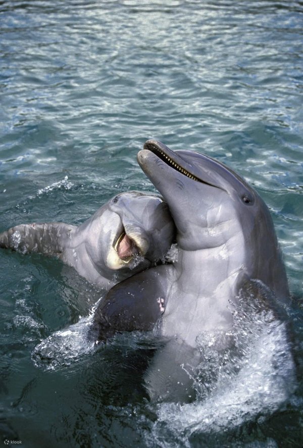 Девушка с дельфином