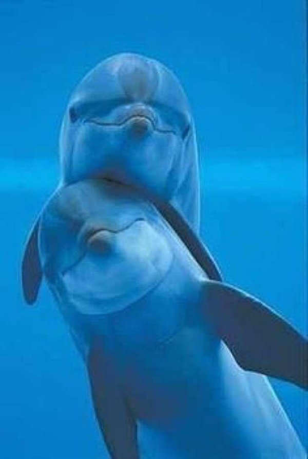 Девушка с дельфином