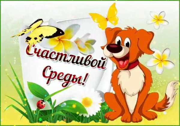 счастливая среда