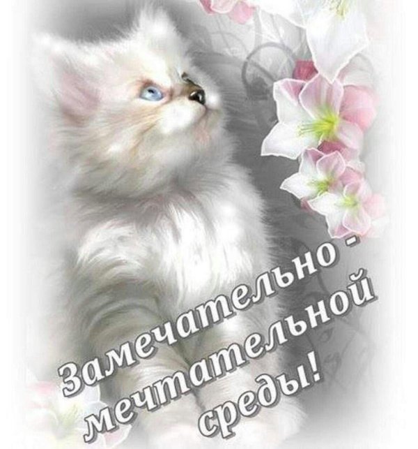 очаровательные котята