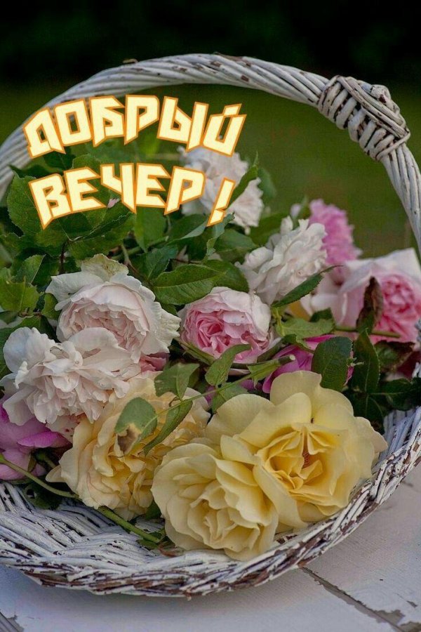 добрый вечер розы