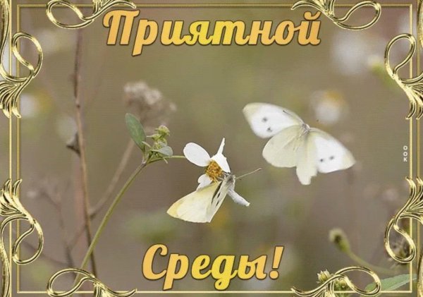 прекрасной среды