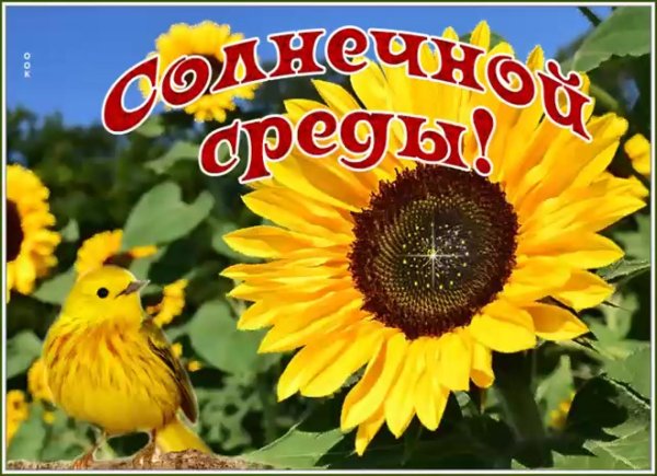 подсолнух однолетний