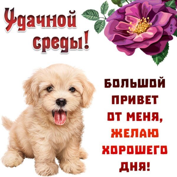 среда привет