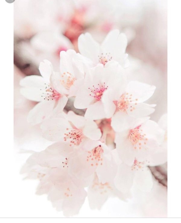 цветочные фоны