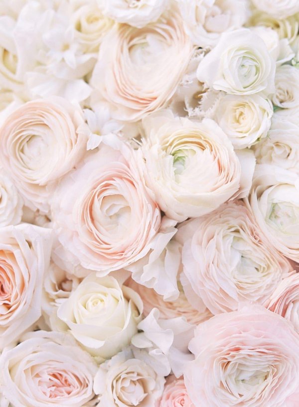 ранункулюс элеганс пинк