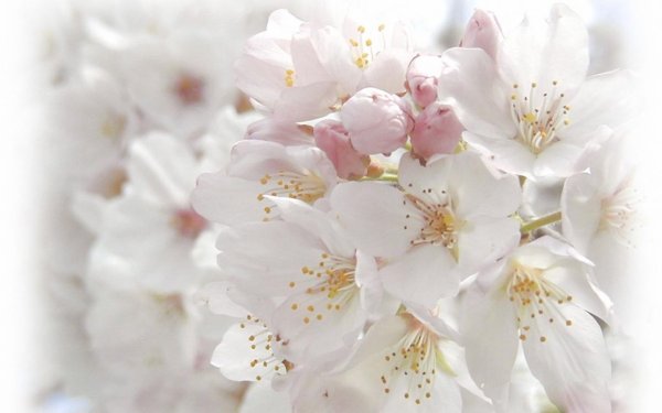 белая сакура