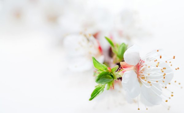 весенние фоны