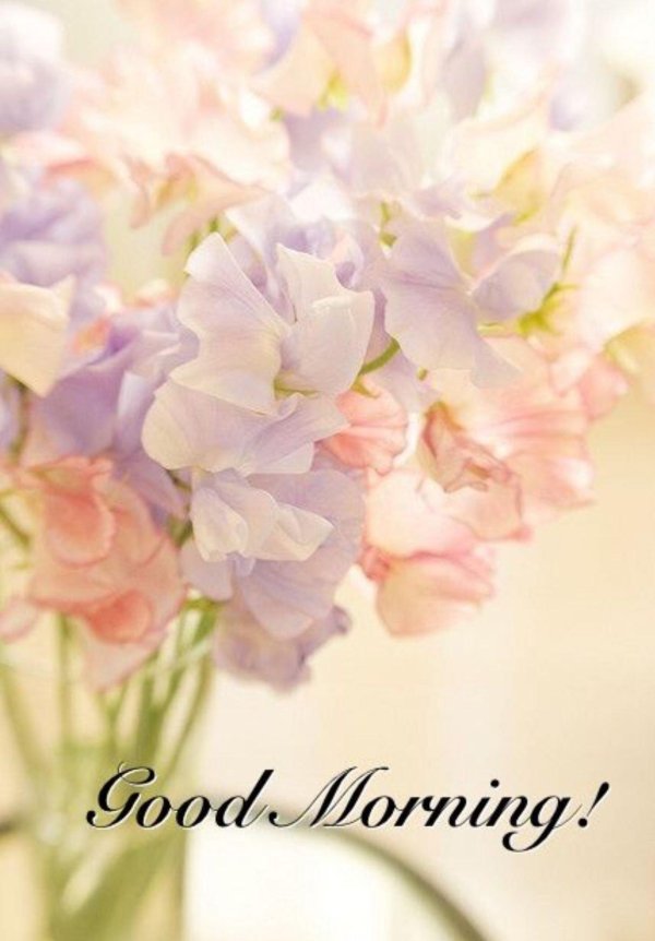 душистый горошек