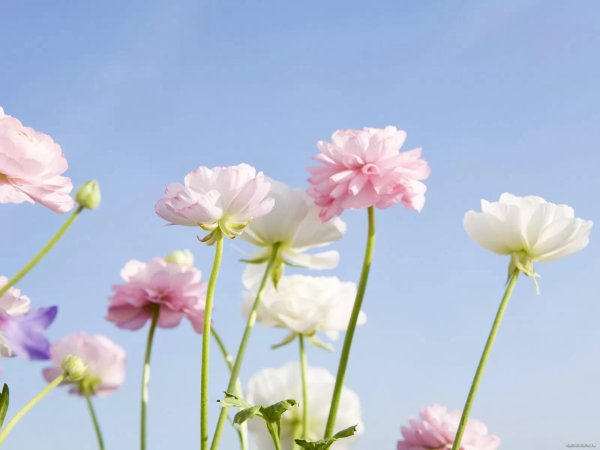 цветок нежный