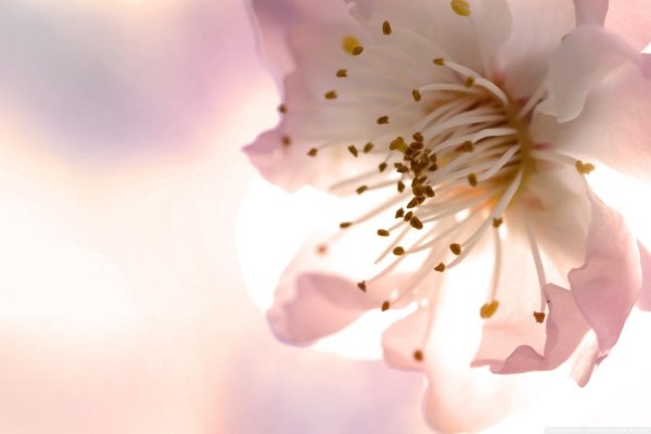 вишня цветки