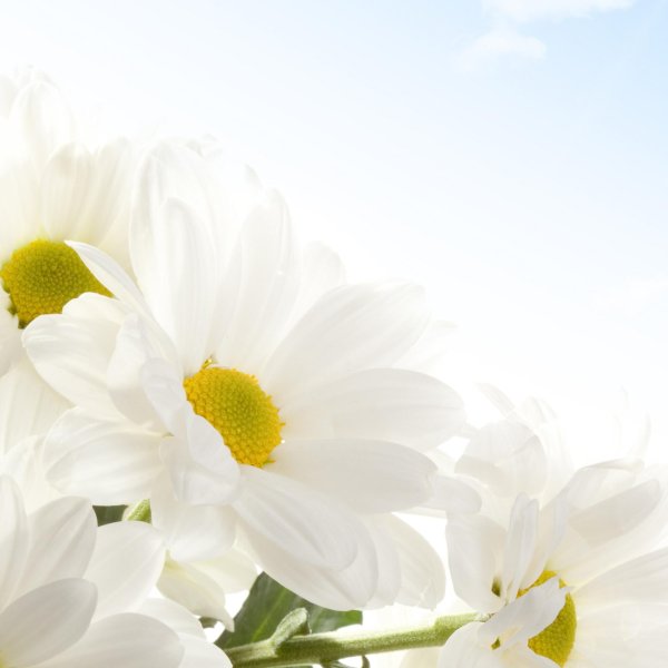 белые ромашки