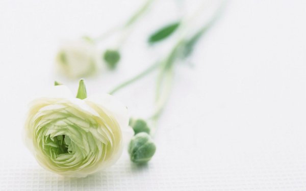 ранункулюс лютик вайт