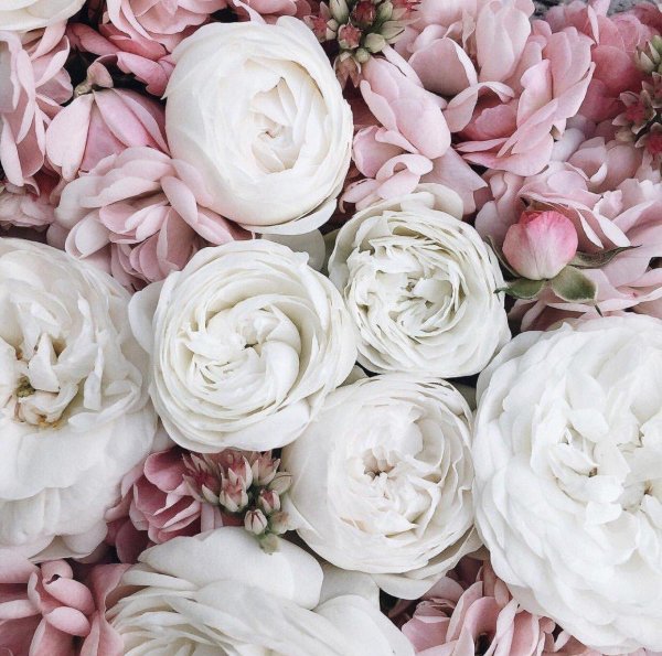 пастельный ганс пион