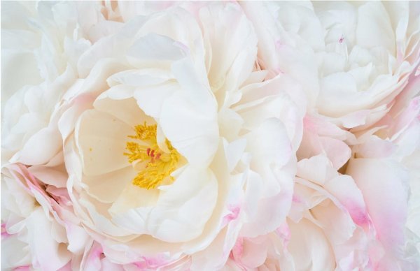 пион нежно розовый