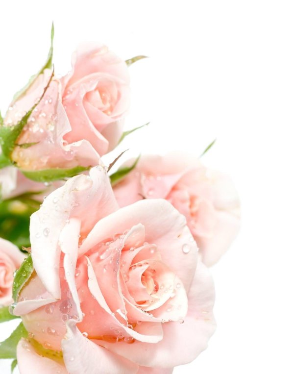 розовая роза