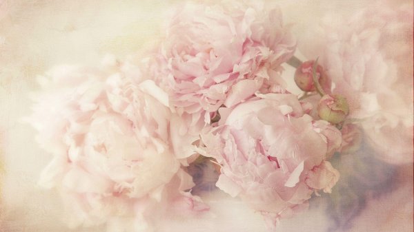 пастельный ганс пион