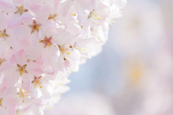 нежный цветок