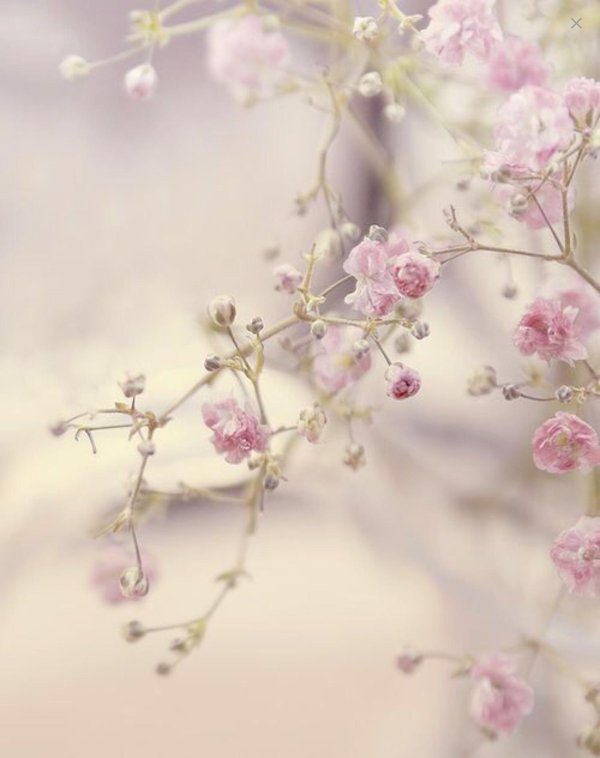 цветок нежный