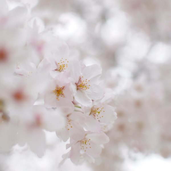 white cherry blossom